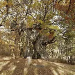 Arbrakabane Peyrissas