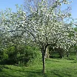 Arbrakabane Panzió *